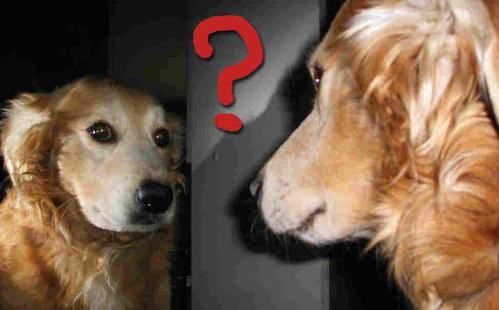Can dogs recognize themselves in the mirror?