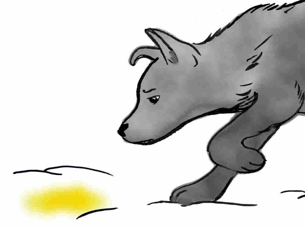 A dog sniffing a yellow patch of snow.