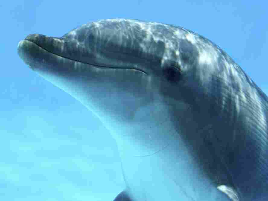 Dolphin