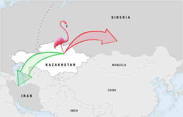 Map showing the reverse migration path of a flamingo.