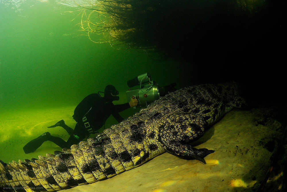 nile crocodile underwater