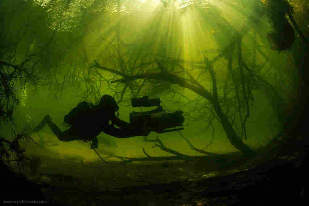 Into the Dragon's Lair filmmakers followed Nile crocodiles as they swam below papyrus beds.