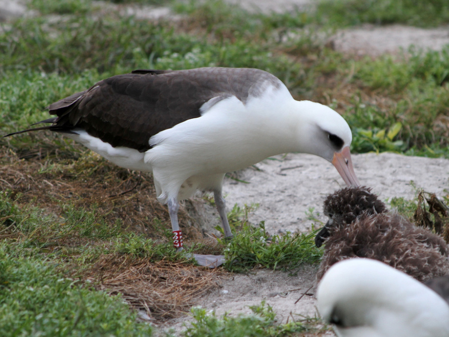 Tsunami midway island