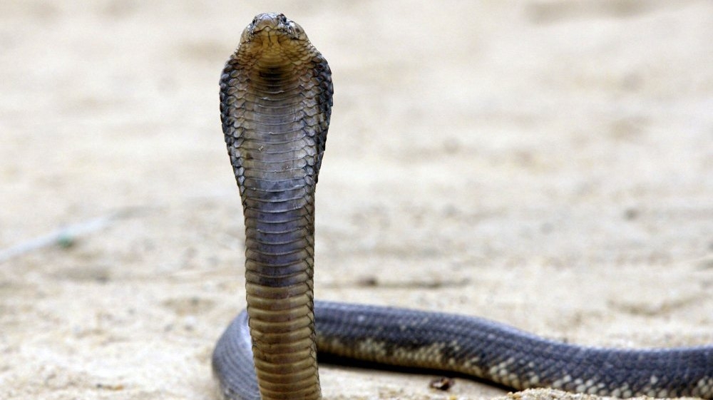 Psst! Heard About The Missing Cobra At The Bronx Zoo? : The Two-Way : NPR