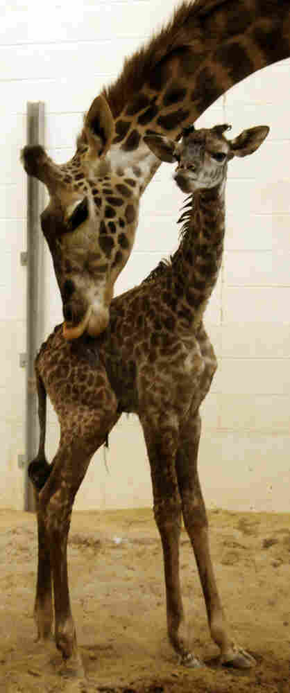 Tessa licks her calf.