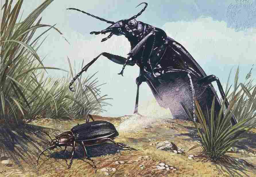 Beetle makes rocket fuel