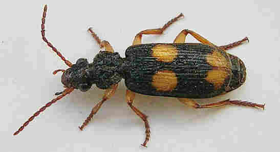 The Bombardier beetle.