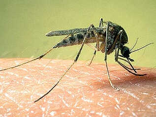 Mosquito Bug Head Net with Insect Shield