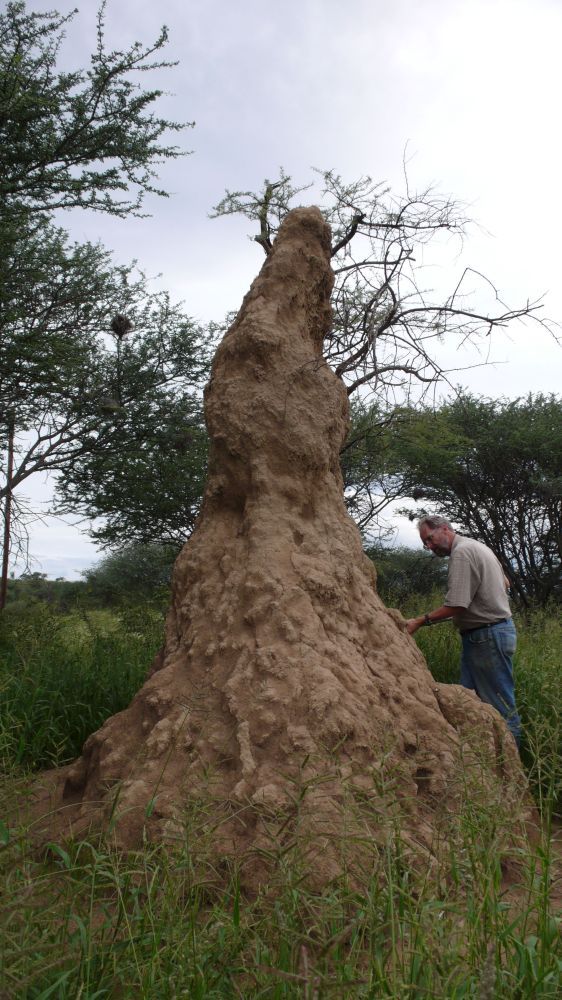 A termite mound at the Omatjenne Agricultural Research Station in Namibia. (Courtesy of Lisa Margonelli)