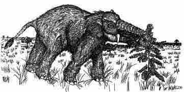 Lambert's vision of Platybelodon.