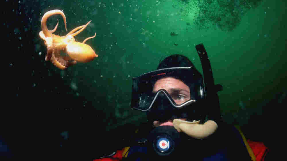 A scuba diver views a baby giant Pacific octopus near Powell River, British Columbia.