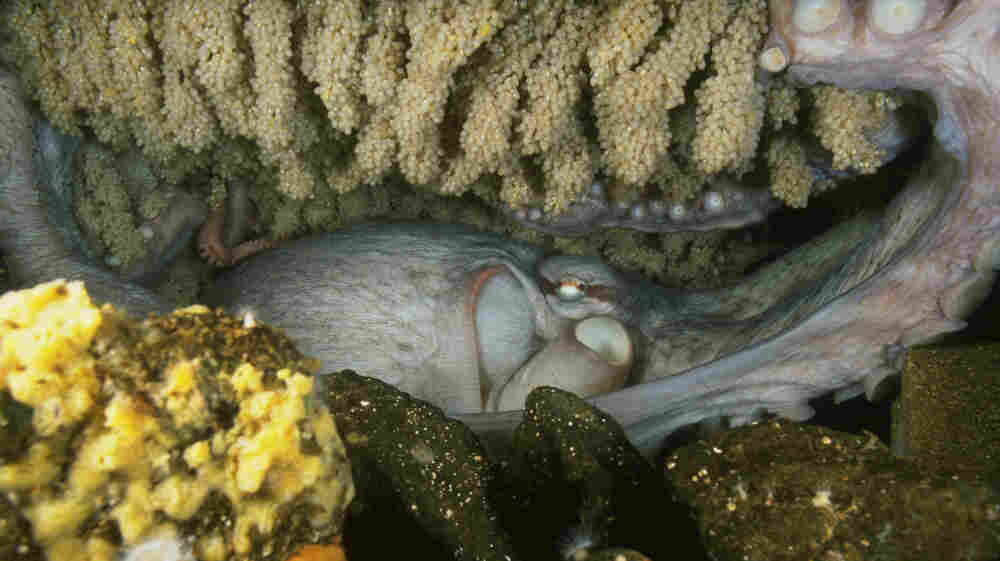 A female giant Pacific octopus broods thousands of eggs, and will die after the eggs are hatched.