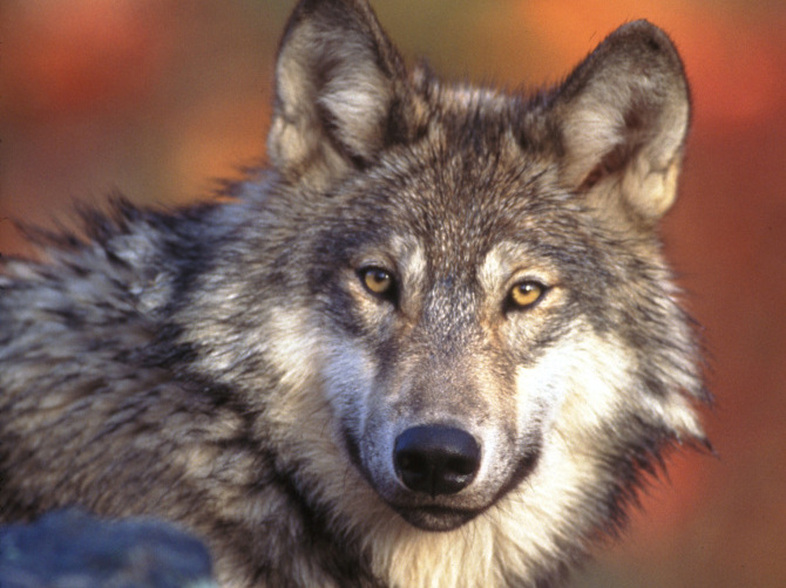 The gray wolf has been a controversial entry on the endangered species list. Former Interior Secretary Bruce Babbitt criticized a deal with Congress that kicked them off the list altogether. (AP)