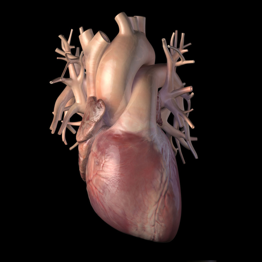 By juicing up special cardiac stem cells, researchers hope to find a way for human hearts to heal when they're injured by a heart attack. (Zygote Media Group, Inc. via AP)