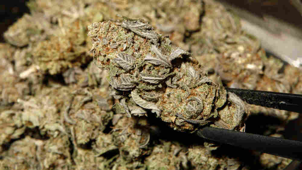 Marijuana