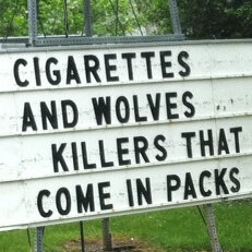 Gray Wolf In Cross Hairs Again After Delisting