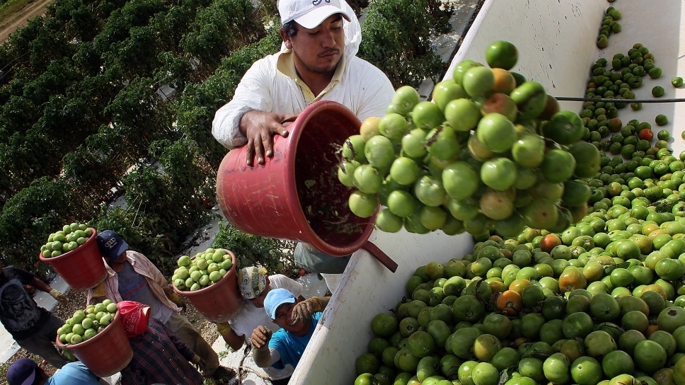 Barry Erook Tomatoland How Farming Destroyed Barry Erook Tomatoland How Farming Destroyed The Tasty Tomato Npr