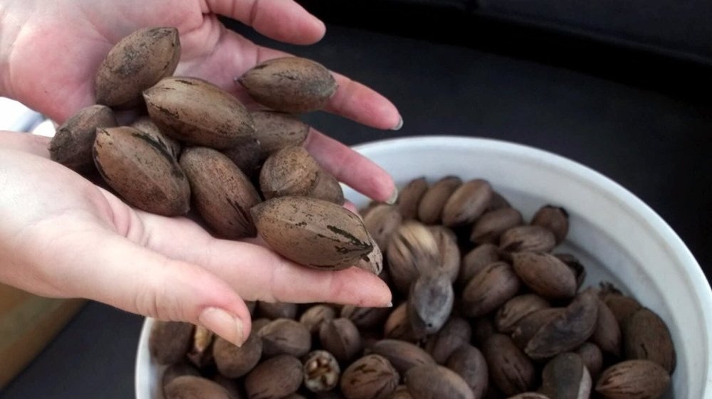 Ga. Farmers Hail China's Taste For Pecans NPR