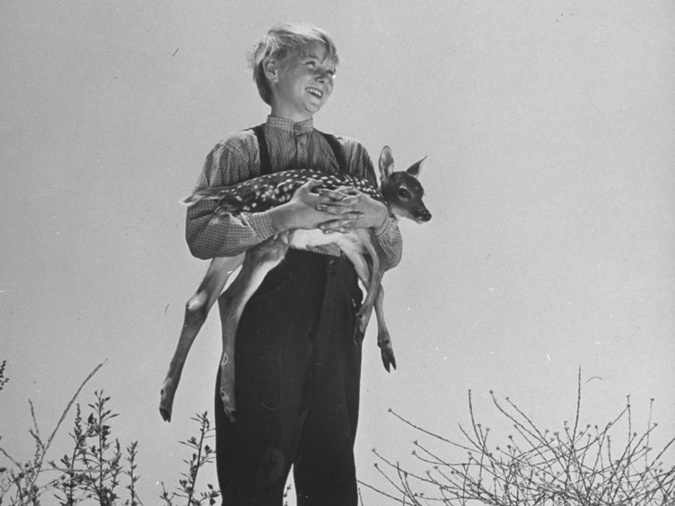 Claude Jarman, Jr., at age 11, holding a fawn on the set of <em>The Yearling</em> in 1946. (Martha Holmes/Time & Life Pictures/Getty Image)