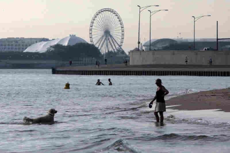 A dog takes an early morning dip on the shore of Lake Michigan on Wednesday in Chicago. 