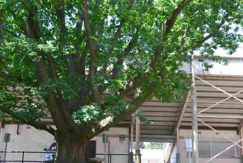 An oak tree brought back to the U.S. by Olympic gold medalist Jesse Owens still lives on his high school's campus, next to the Rhodes High School stadium.