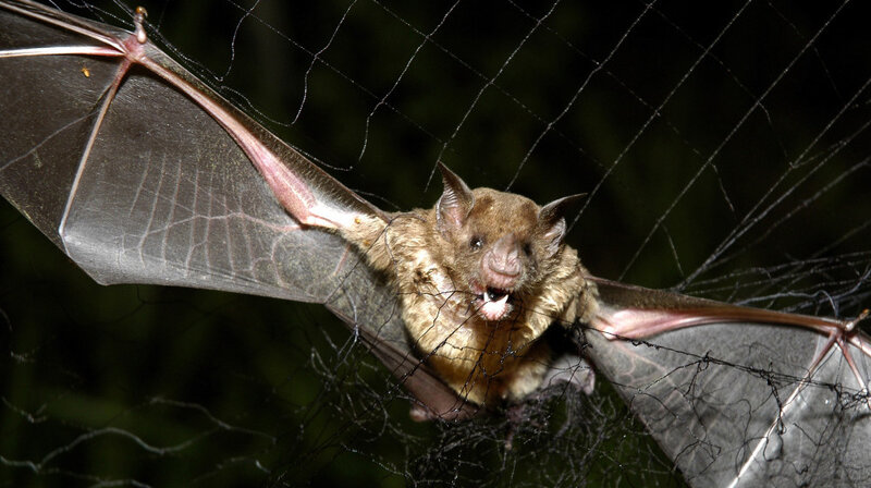 How Blooding Vampire Bats Aim Their Bites Npr How Blooding Vampire Bats Aim Their Bites