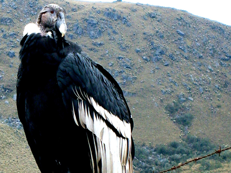 American Zoos Help Return Condor To South America NPR