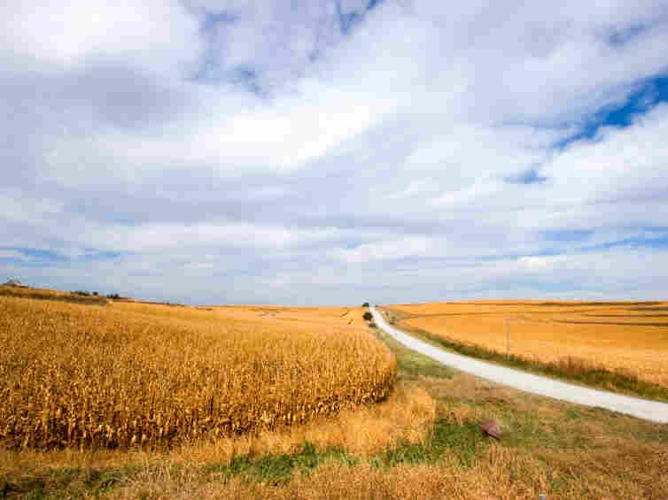 A straight gravel road, connecting Iowa farms to paved highways, passes through fields of sun-ripened corn.