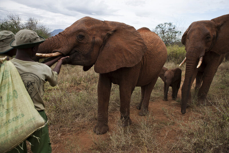 Baby Elephant Shukuru Gets A Raincoat The Picture Show NPR