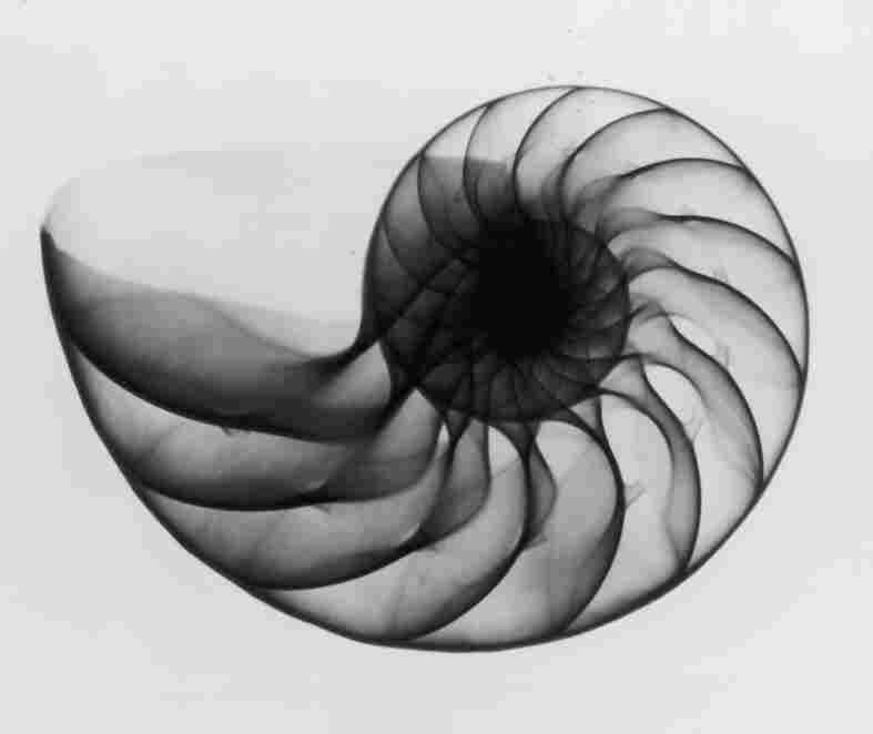 An X-ray photograph of a nautilus shell, circa 1910