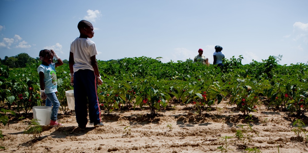 springbok tobacco farm neighbouring country Some U.S. Farms Trade Tobacco For A Taste Of Africa : NPR