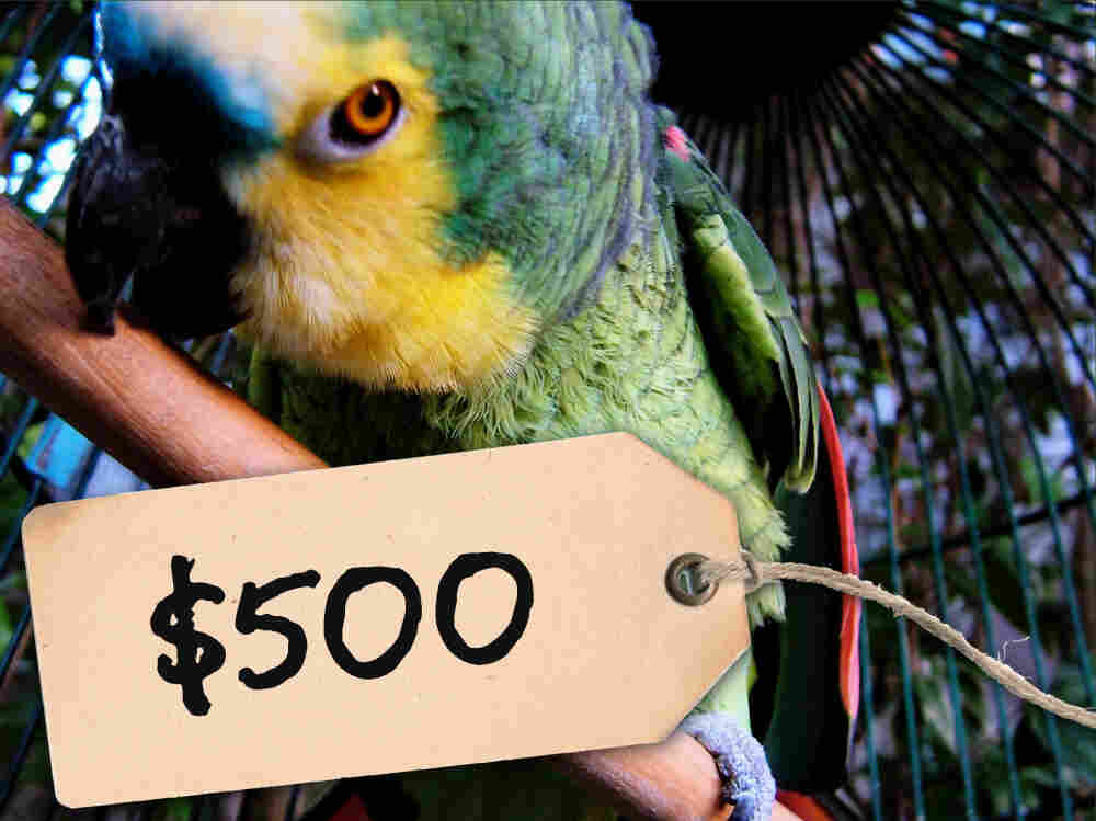 $500 parrot