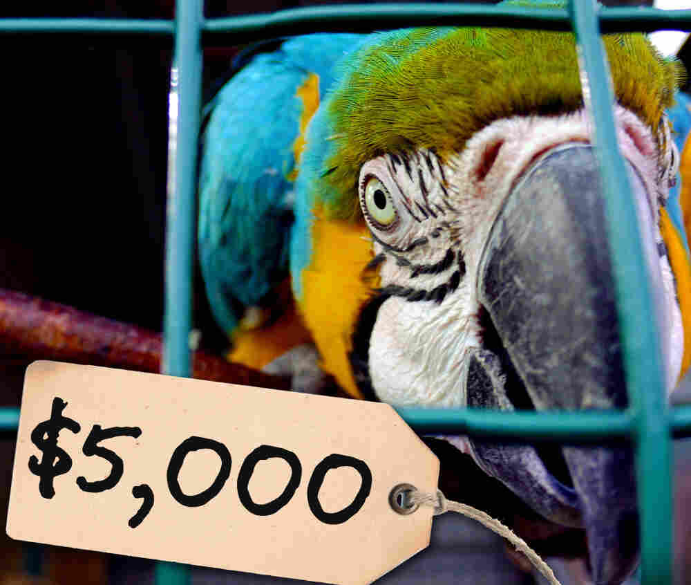 $5,000 parrot
