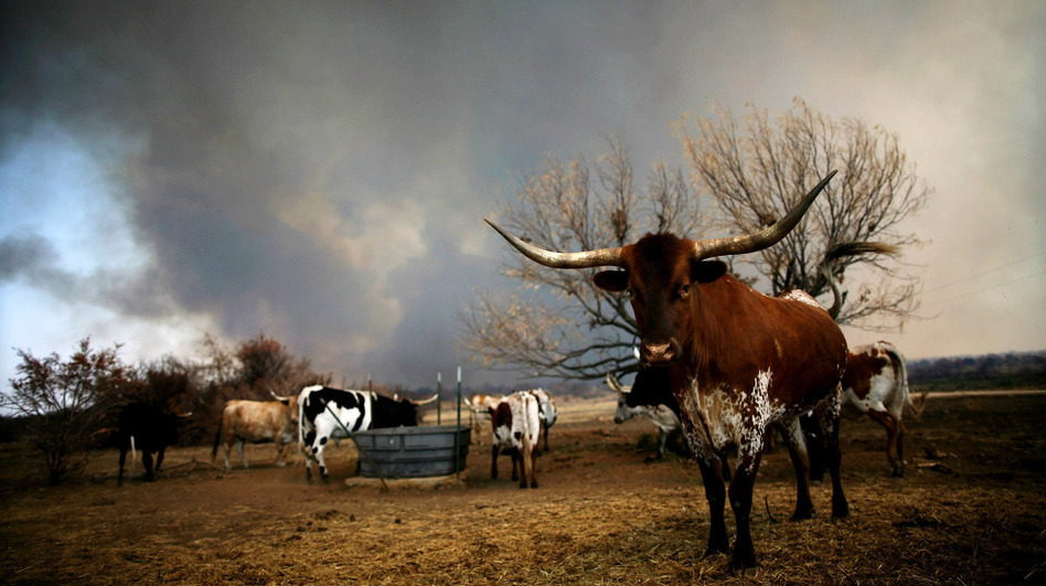 Longhorn cattle grazed as a wildfire burned in the distance in the Texas town of Graford, northwest of Fort Worth. (Tom Pennington/Getty Images)