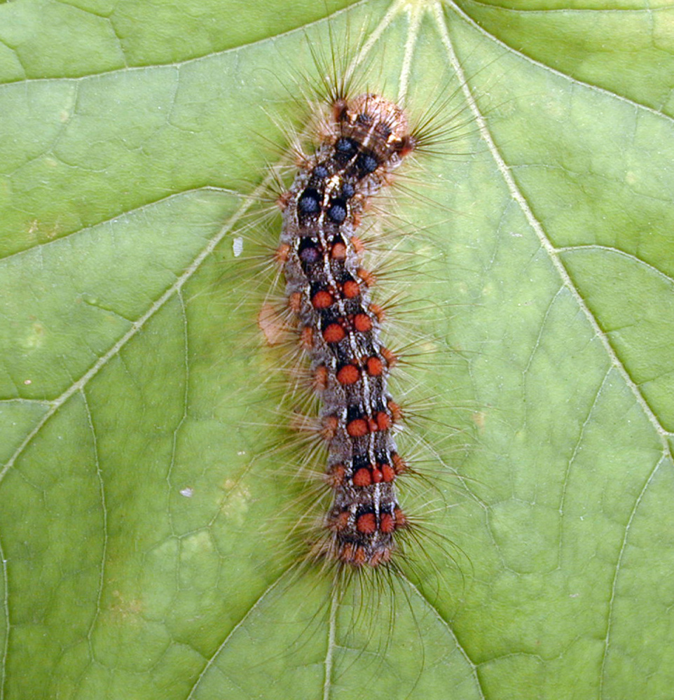 How A Very Clever Virus Kills A Very Hungry Caterpillar : NPR