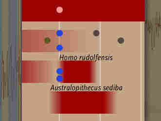Human Evolution Timeline Interactive, Smithsonian National Museum Of Natural History