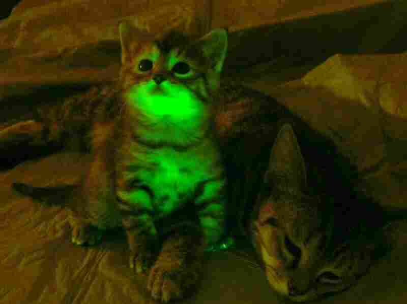 Glow in the dark cat
