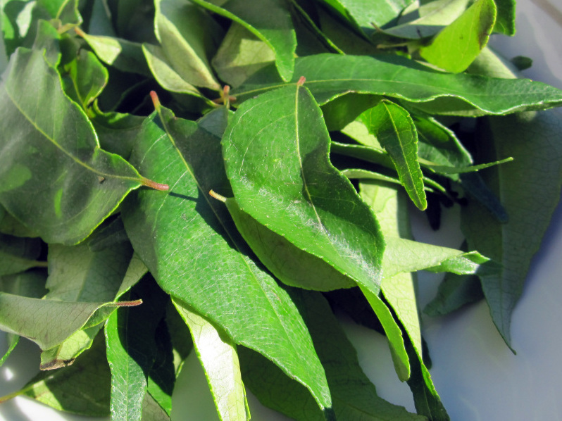 Kitchen Window Fresh Curry Leaves Add A Touch Of India NPR
