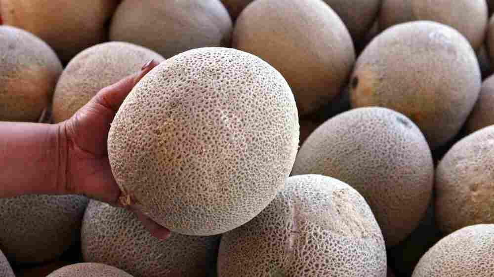 Worker holds up a cantaloupe for sale