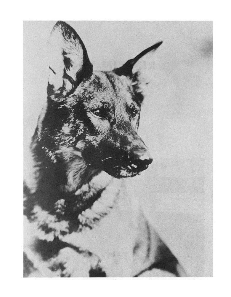 Rin tin sale tin german shepherd