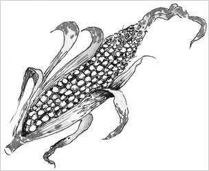 corn
