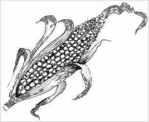 corn