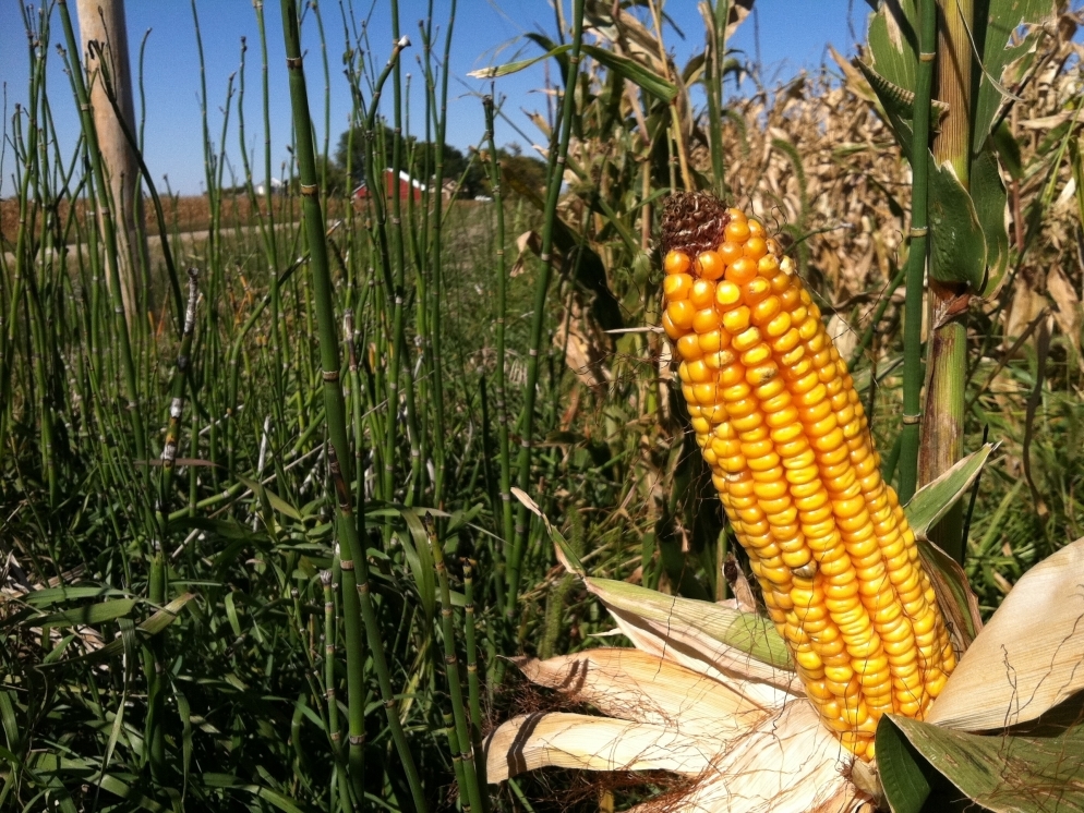 Why 158 Acres Of Corn Costs 1.5 Million WBUR News