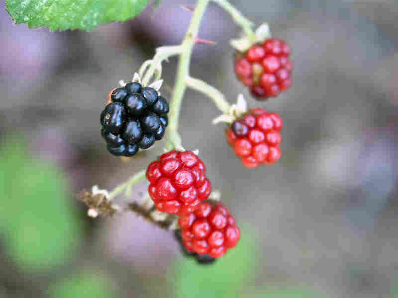 A ripe blackberry hangs among reddish, unripe ones on a vine