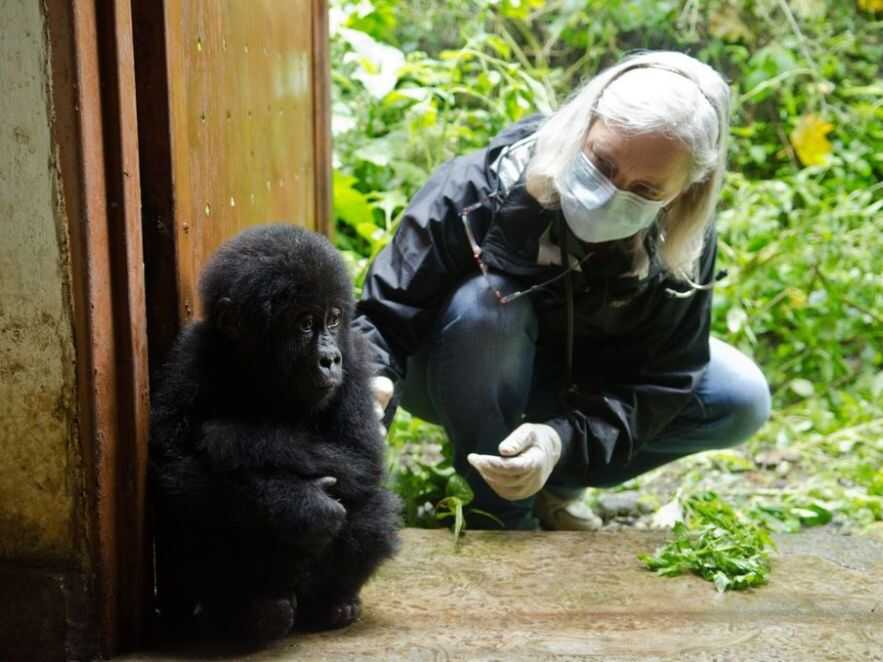 scared baby gorilla