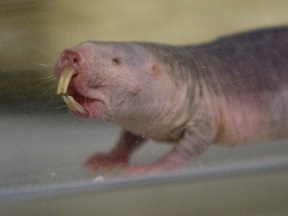 Naked Mole Rat's Genetic Code Laid Bare.