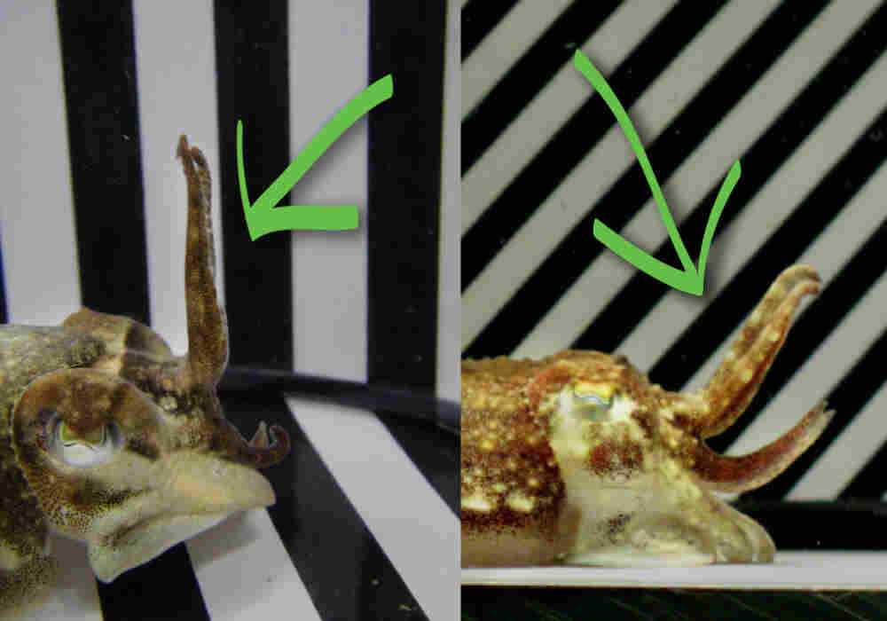 These cuttlefish use their tentacles to blend in with a man-made pattern.