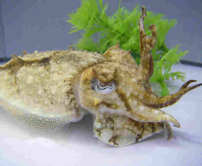 A cuttlefish