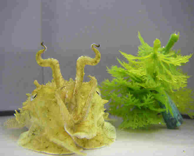 A cuttlefish camouflaged as seaweed.