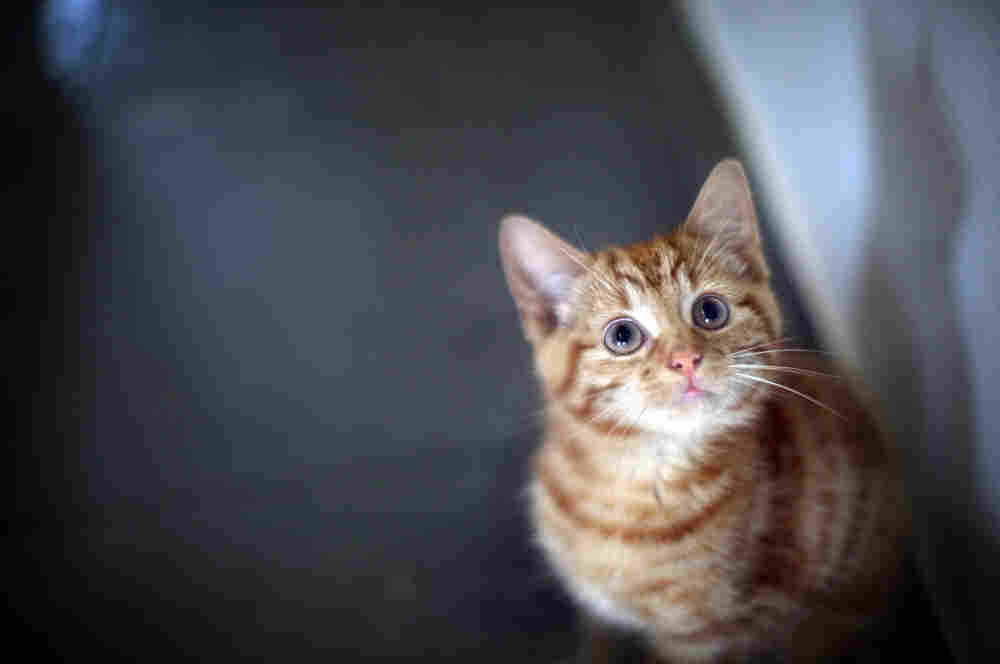 Milly, a 13-week-old kitten looks through the glass of her pen as she waits to be re-homed at The Society for Abandoned Animals Sanctuary in Sale, Manchester, UK.